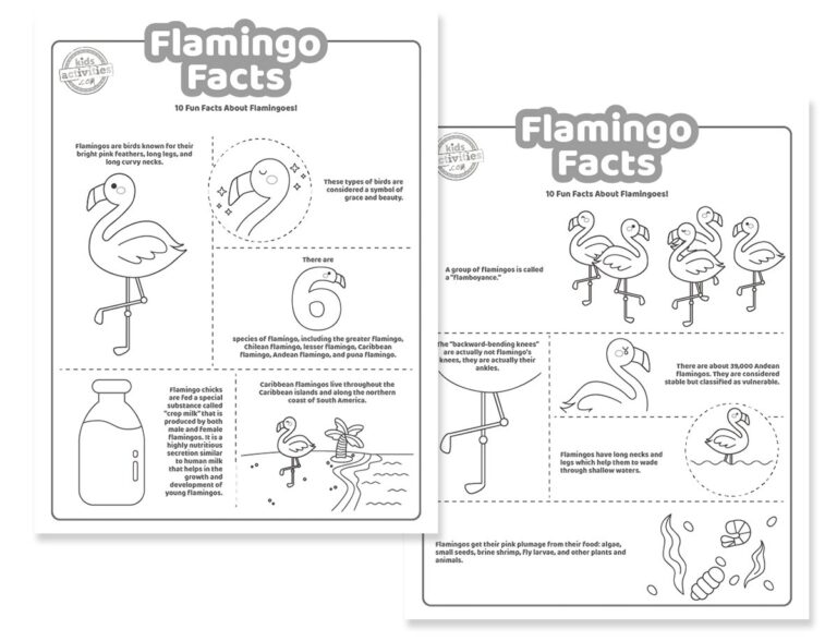 Flamingo Facts Coloring Pages Facebook